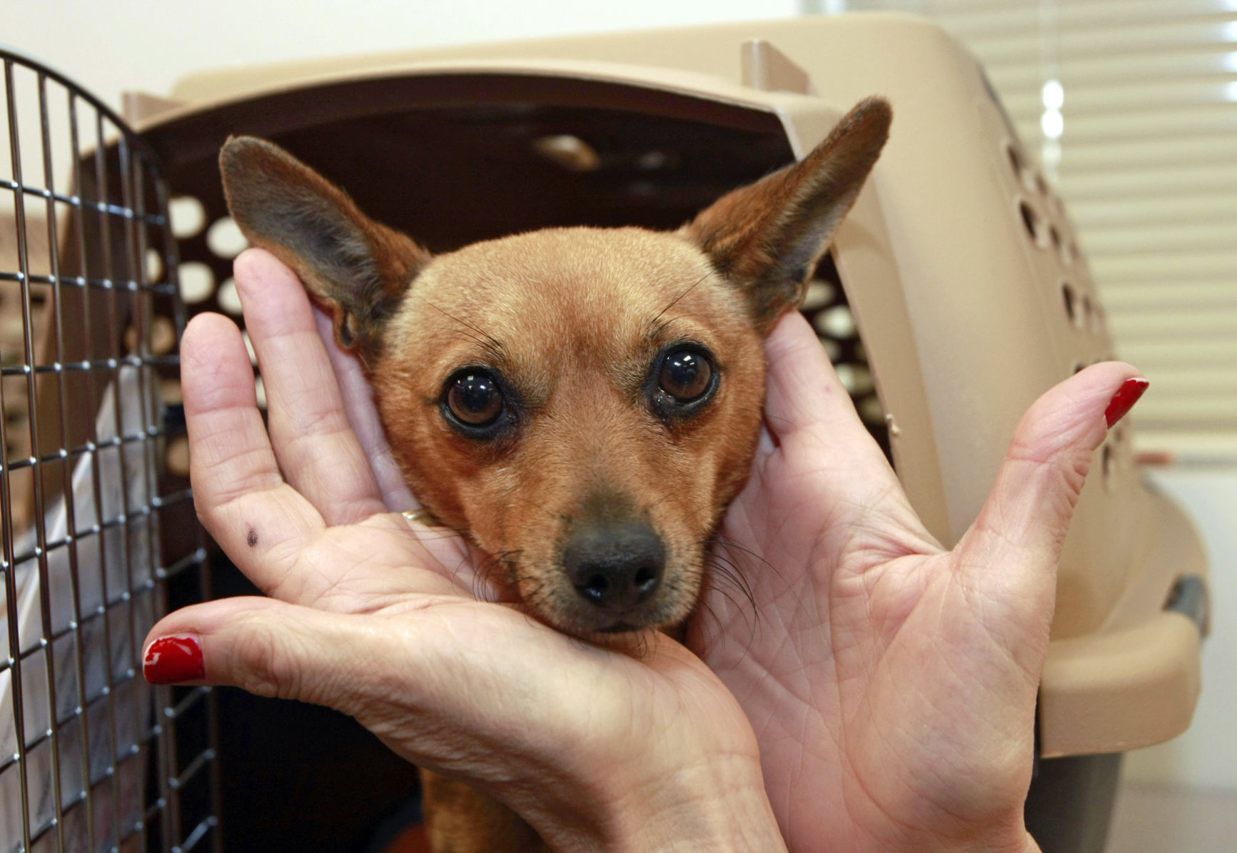 Chihuahua